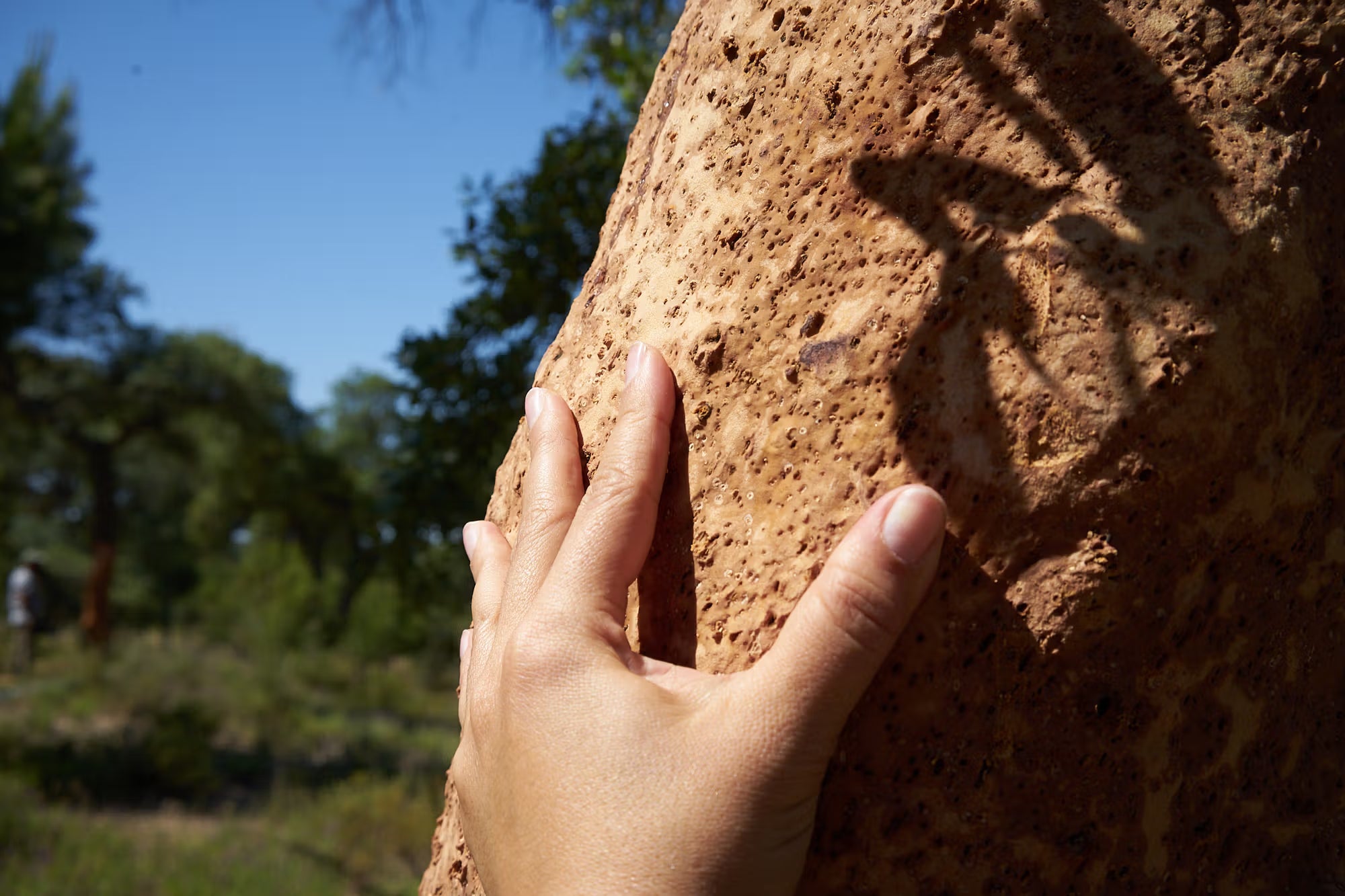 Message slides are harvested in Portugal from cork oak trees every 9 years. Cork is a carbon-negative material.